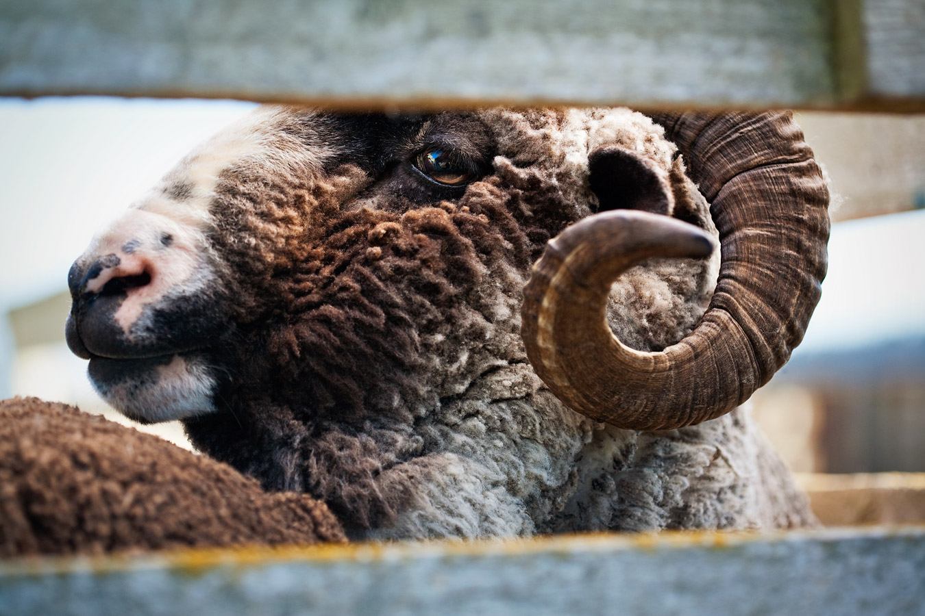 New Zealand merino story shot by Sharon Blance, Melbourne editorial and commercial photographer