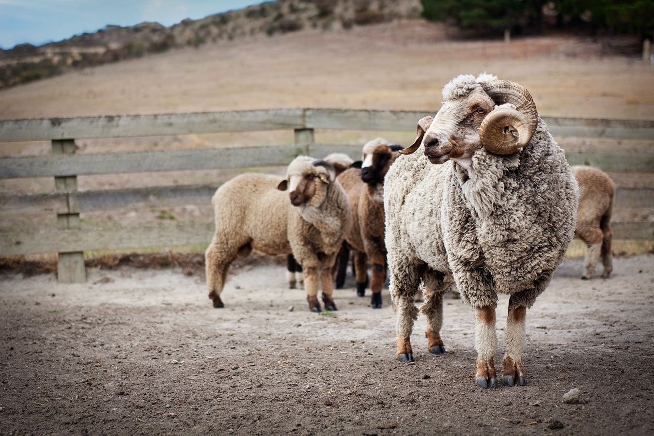 New Zealand merino story shot by Sharon Blance, Melbourne editorial and commercial photographer
