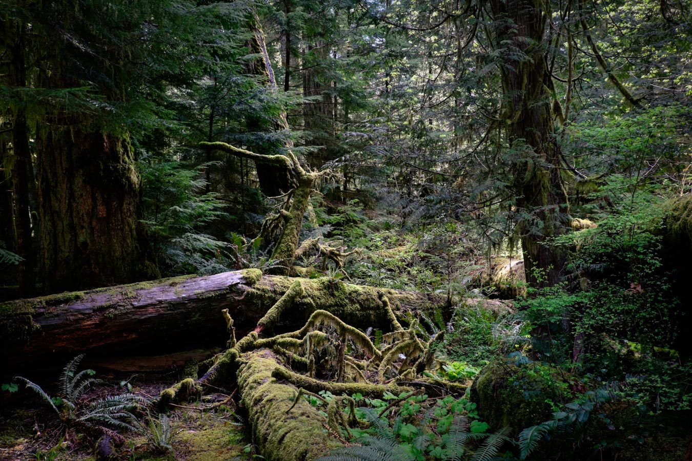 British Columbia, Canada, forest by Sharon Blance photographer