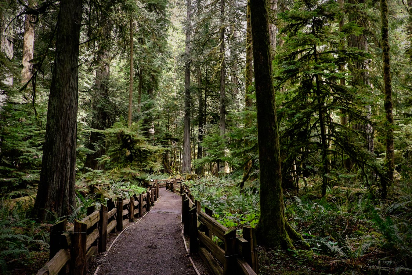 British Columbia, Canada, forest by Sharon Blance photographer